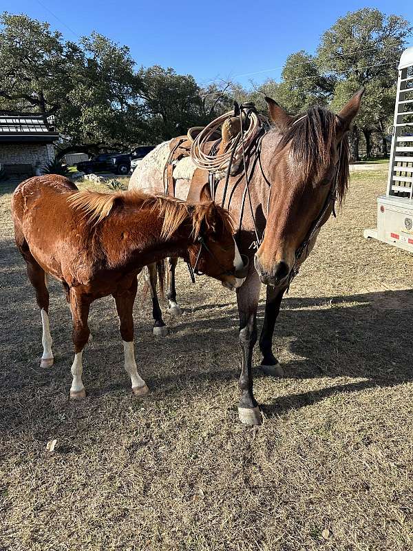 quarter-horse-colt