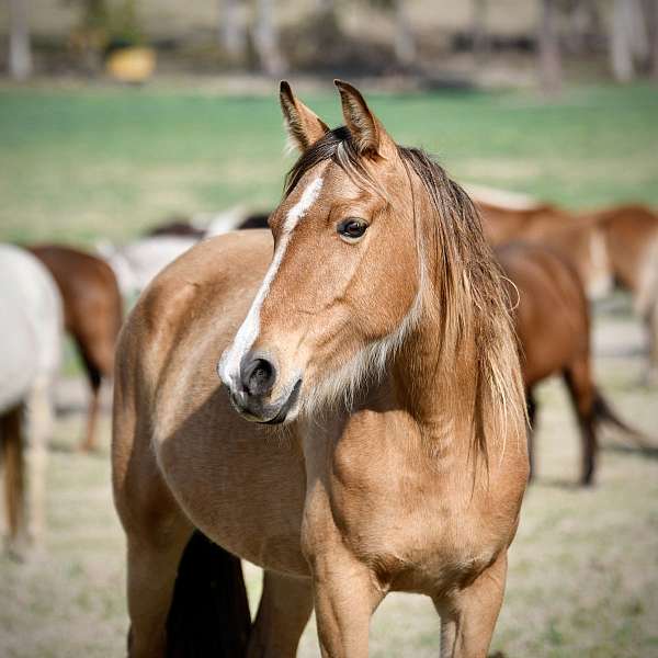 blue-roan-twhbea-foal