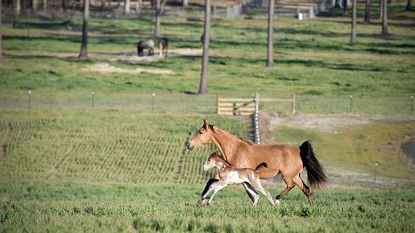 buckskin-twhbea-broodmare