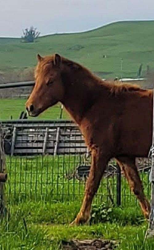 15-hand-morgan-horse