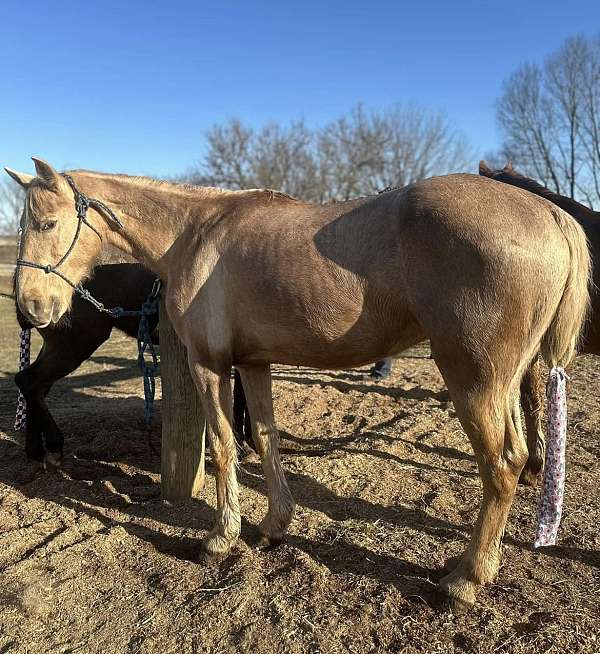 little-kids-tennessee-walking-horse