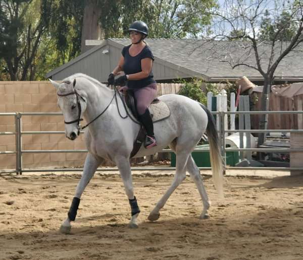 gray-white-tobiano-horse