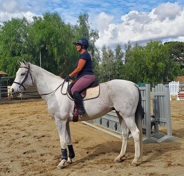 pinto-gray-white-tobiano-horse