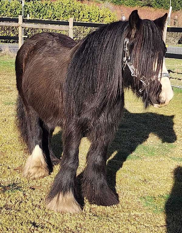 black-ghra-mare-foal