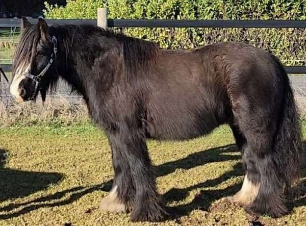 gypsy-vanner-mare