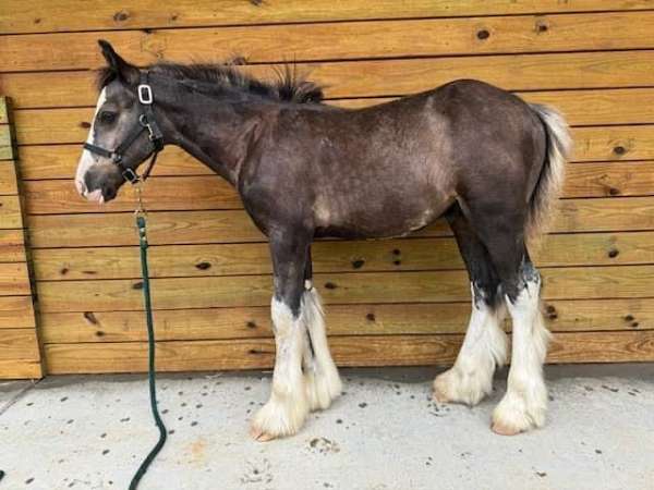 breeding-draft-gypsy-vanner-horse