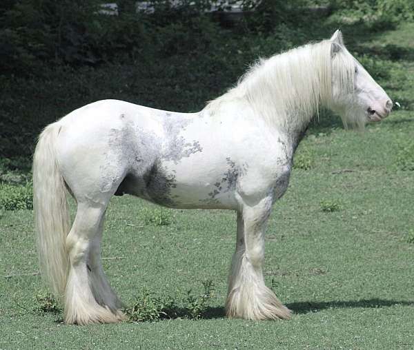 piebald-black-sabino-tobiano-horse