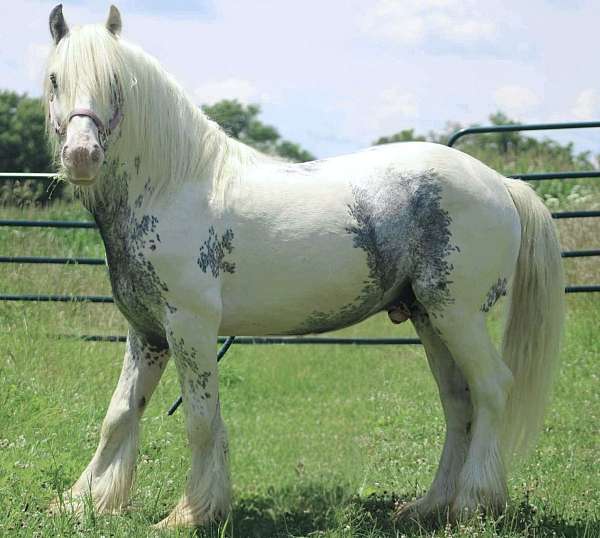 black-sabino-tobiano