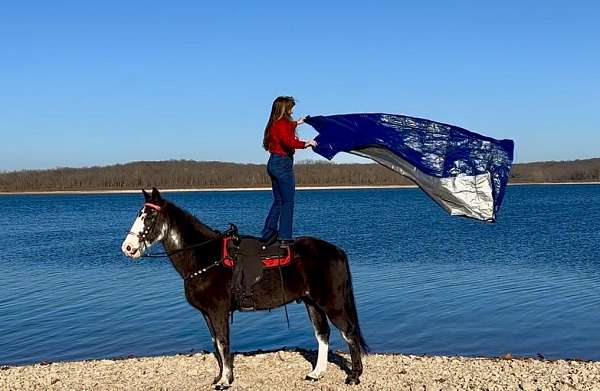 blue-roan-sabino-missouri-fox-trotter-horse