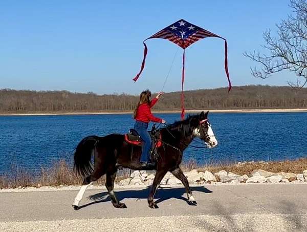 hair-missouri-fox-trotter-horse