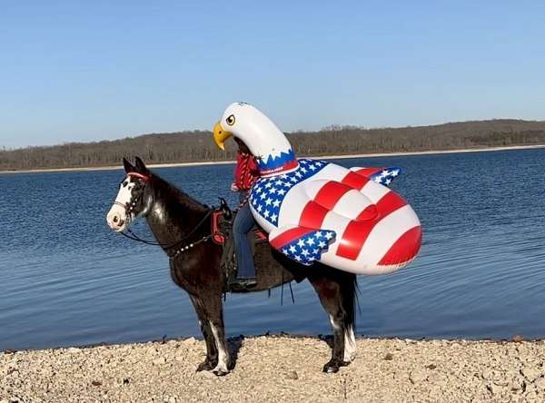 sabino-overo-missouri-fox-trotter-horse