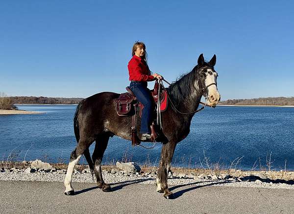 sabino-horse