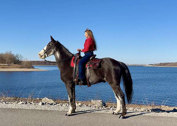 blue-roan-sabino-horse