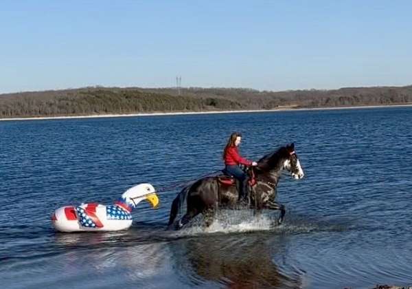 all-missouri-fox-trotter-horse