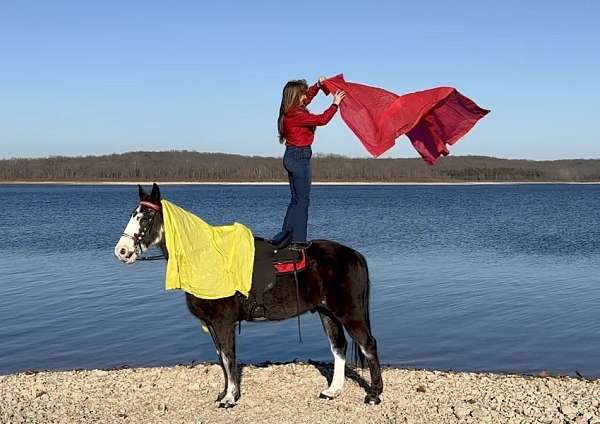 back-missouri-fox-trotter-horse