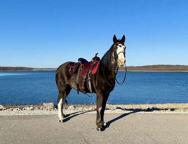 beginner-novice-missouri-fox-trotter-horse