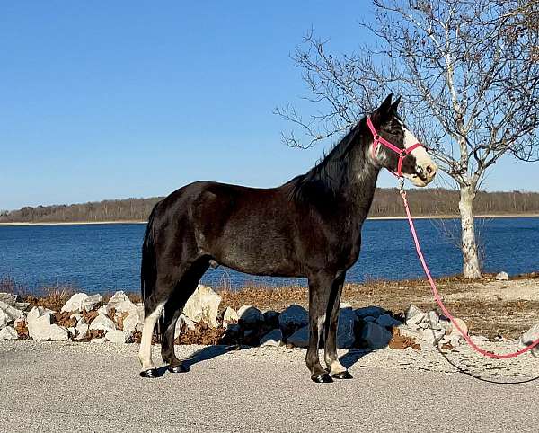 beginner-safe-kid-pony-missouri-fox-trotter-horse