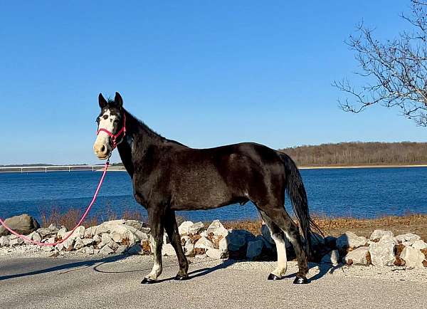 best-missouri-fox-trotter-horse