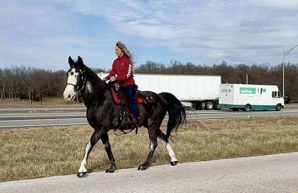 blue-missouri-fox-trotter-horse