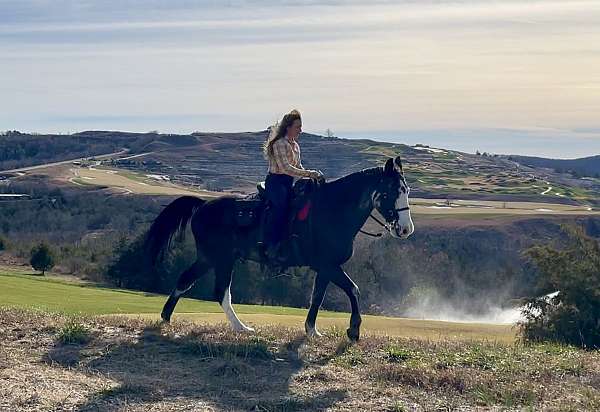 blue-roan-missouri-fox-trotter-horse