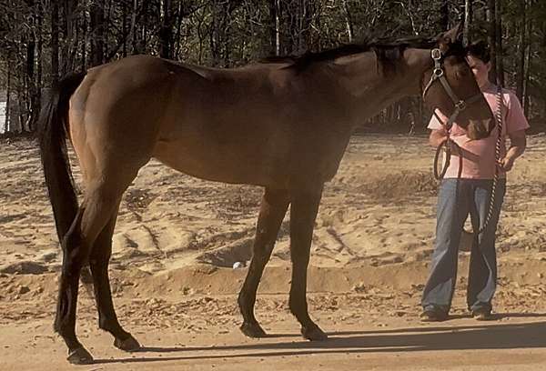 gymkha-thoroughbred-horse