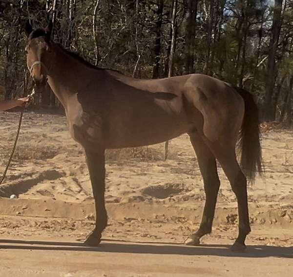 gymkha-gelding