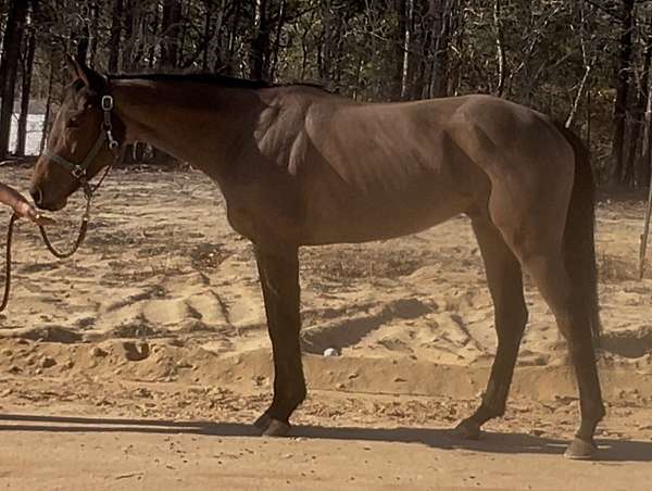 bay-gymkha-horse