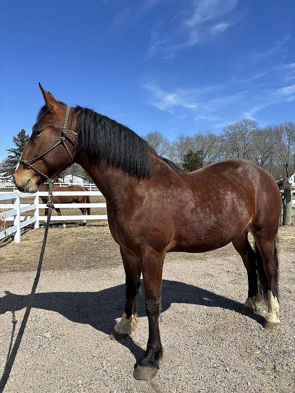 natural-horsemanship-training-belgian-warmblood-horse