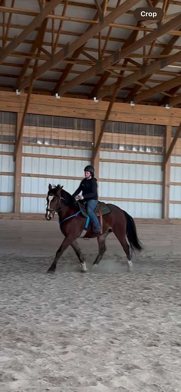 pleasure-driving-belgian-warmblood-horse