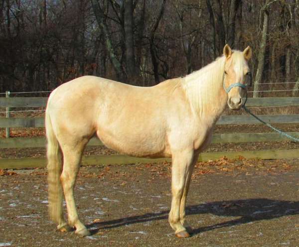 quarter-horse-for-sale