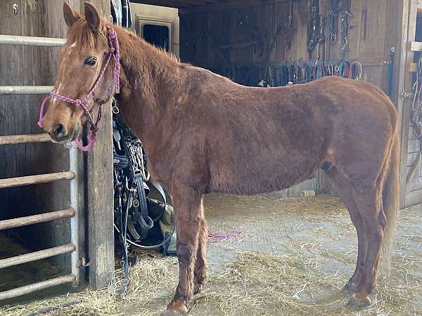 tennessee-walking-gelding