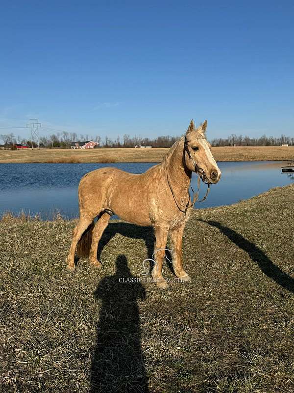 all-around-quarter-horse