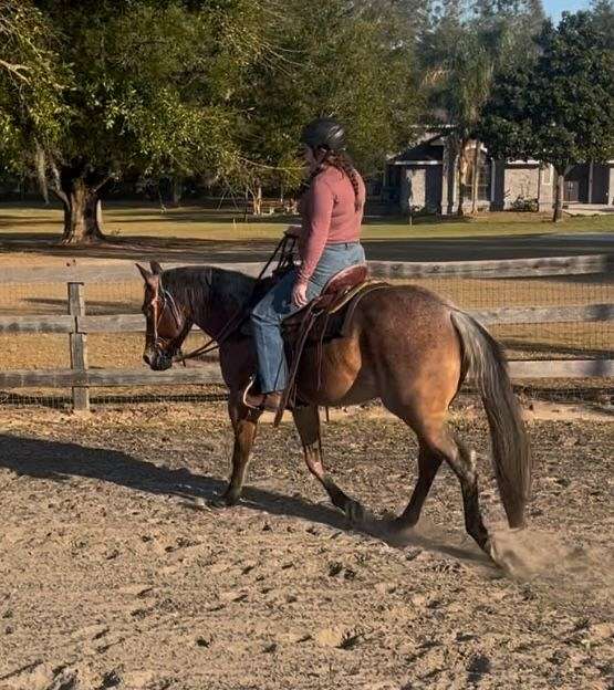 quarter-horse-for-sale