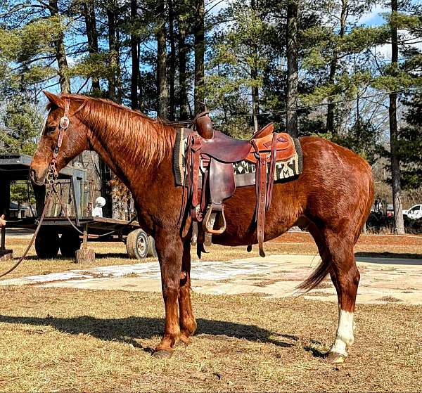 quarter-horse-gelding