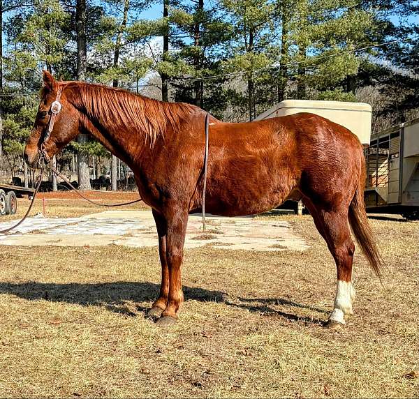 quarter-horse-for-sale