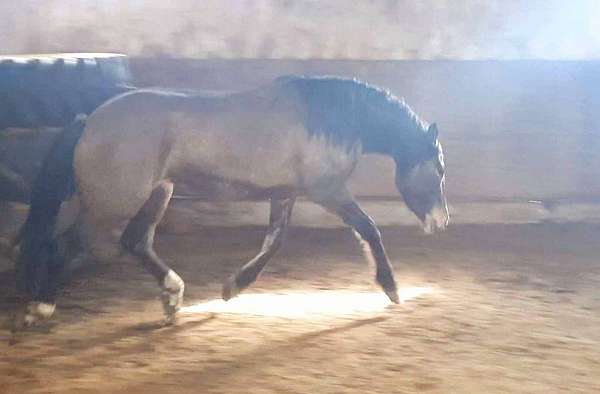 western-dressage-mustang-horse