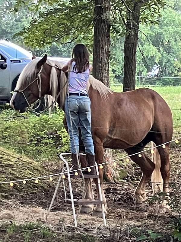 flax-gelding