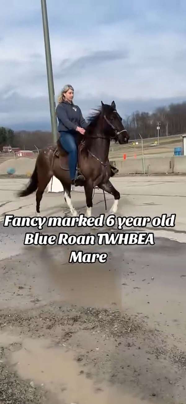 blue-roan-dappled-pony