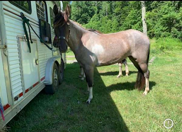 blue-roan-gaited-pony