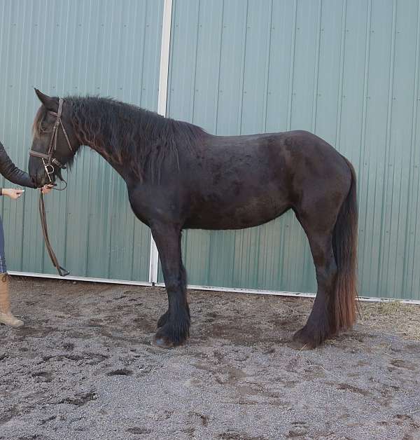 all-around-gypsy-vanner-horse