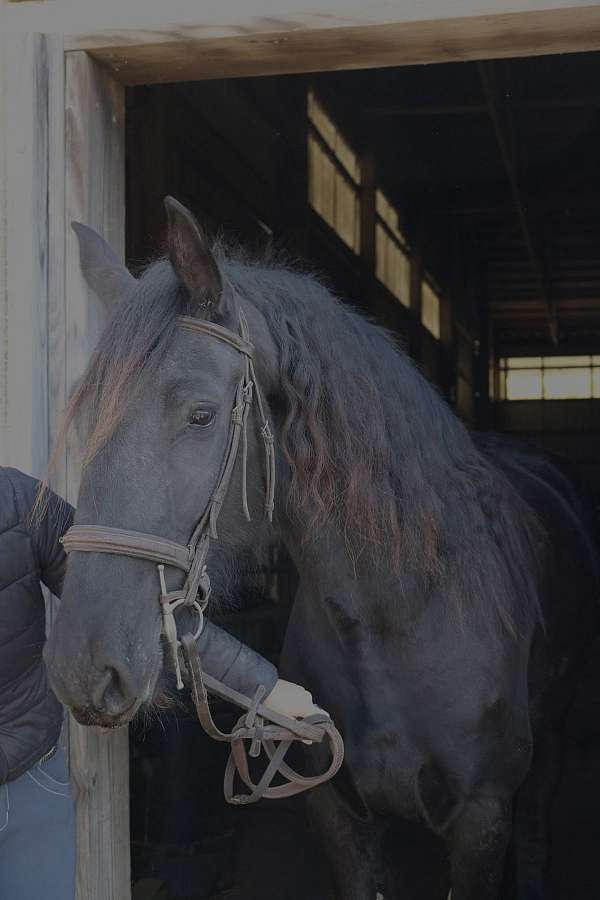 dressage-gypsy-vanner-horse