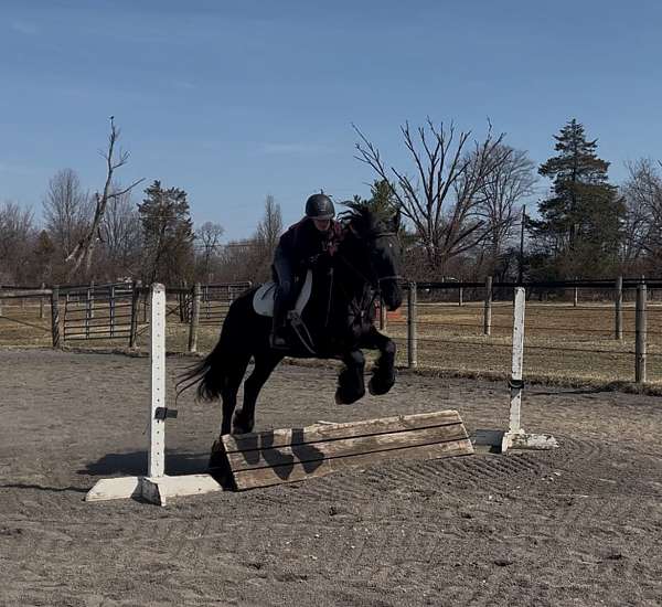 barefoot-gypsy-vanner-horse