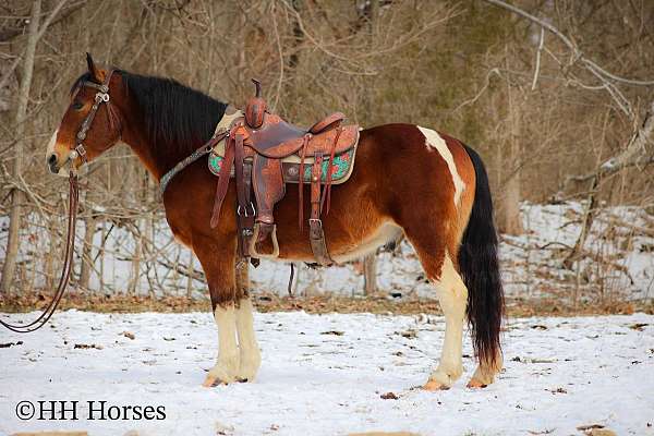 all-around-paint-horse