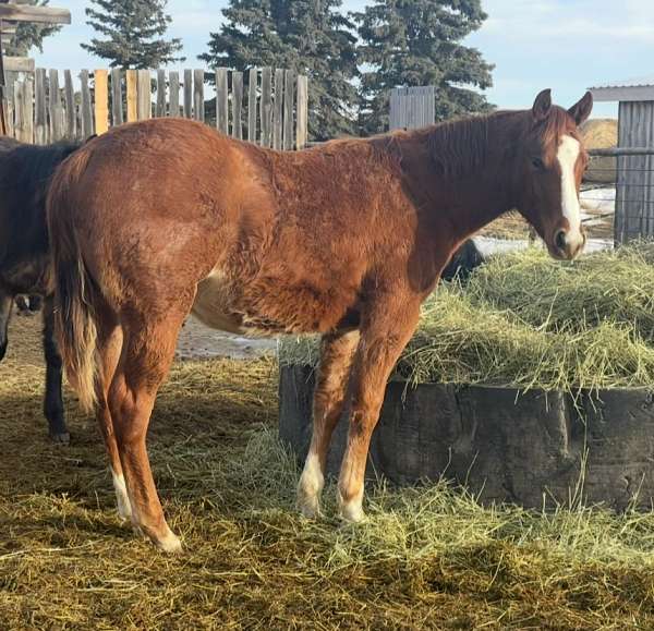 quarter-horse-gelding