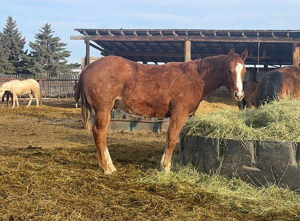 quarter-horse-for-sale