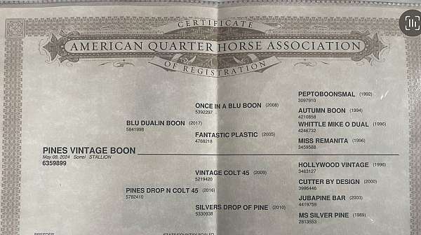 quarter-horse