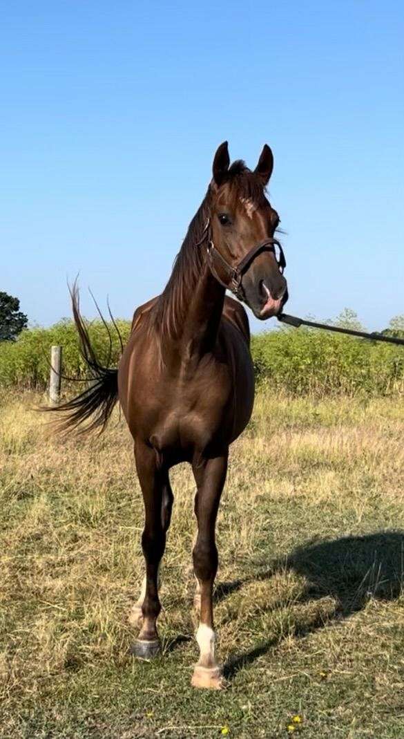 saddlebred-mare