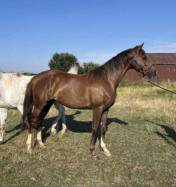 saddlebred-horse-for-sale