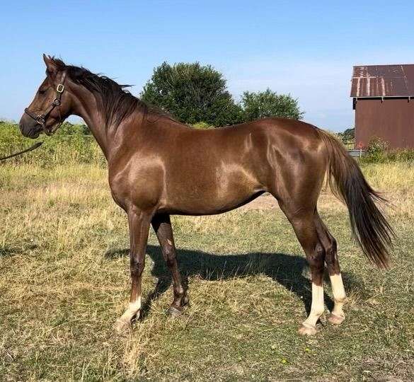 saddlebred-horse