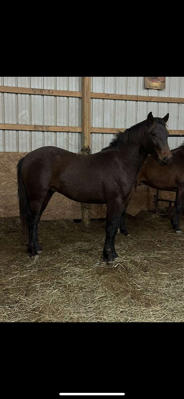 bay-crossbred-pony-colt